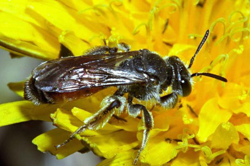 Bees : (Andrenidae) Andrena labialis
