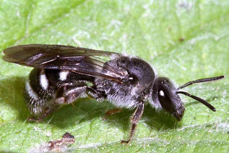 Bees : (Andrenidae) Andrena proxima