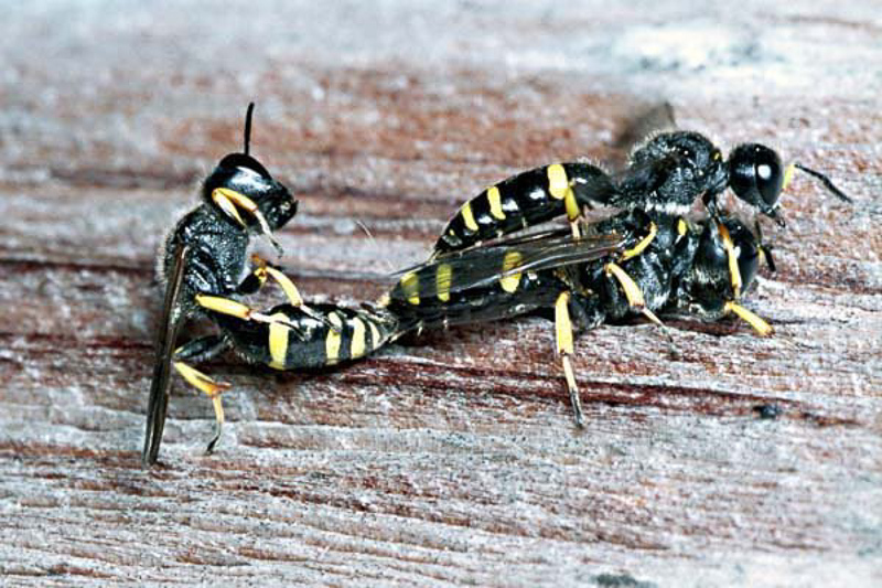Aculeate Wasps : (Crabronidae) Ectemnius continuus
