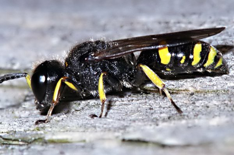 Aculeate Wasps : (Crabronidae) Ectemnius rubicola