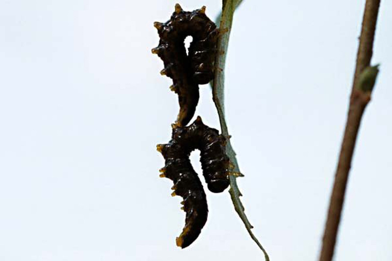 Sawflies and horntails : (Tenthredinidae) Nematus latipes