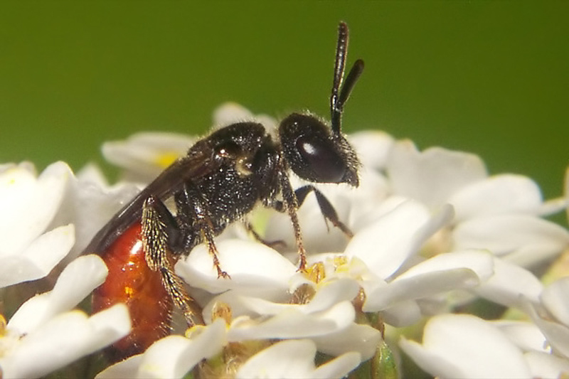 Bees : (Halictidae) Sphecodes ephippius