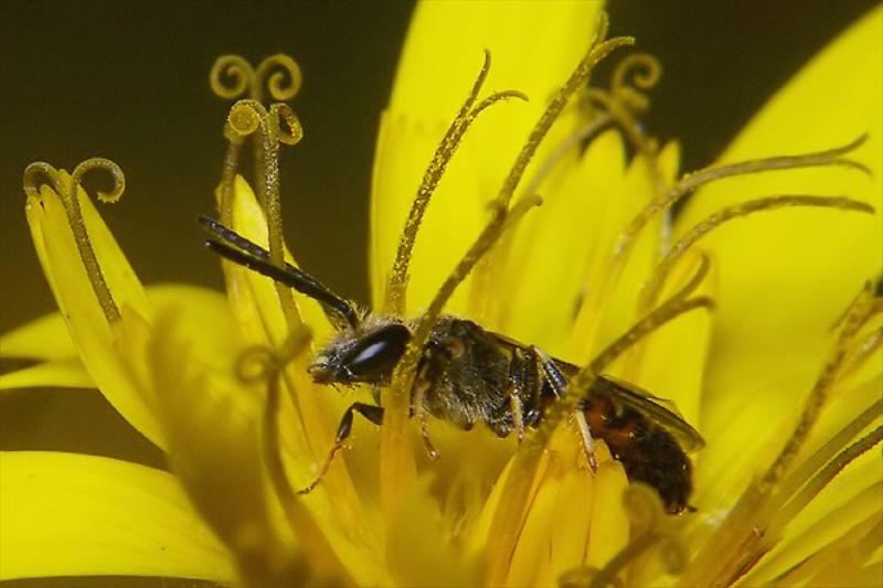 Bees : (Halictidae) Lasioglossum albipes
