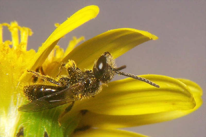Bees : (Halictidae) Lasioglossum villosulum
