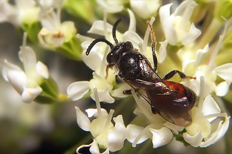 Bees : (Halictidae) Sphecodes geoffrellus