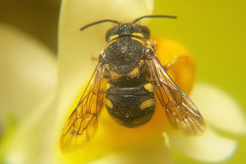 Bees : (Megachilidae) Anthidiellum strigatum