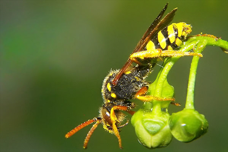 Bees : (Apidae) Nomada goodeniana