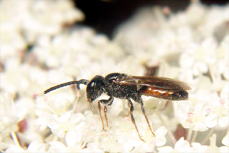 Bees : (Halictidae) Sphecodes crassus