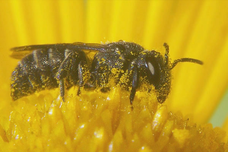 Bees : (Megachilidae) Stelis breviuscula