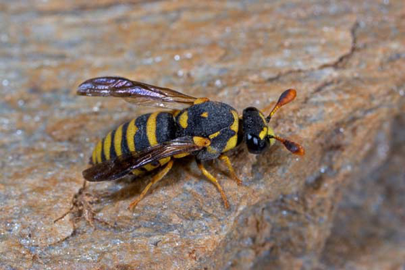 Aculeate Wasps : (Vespidae) Celonites abbreviatus