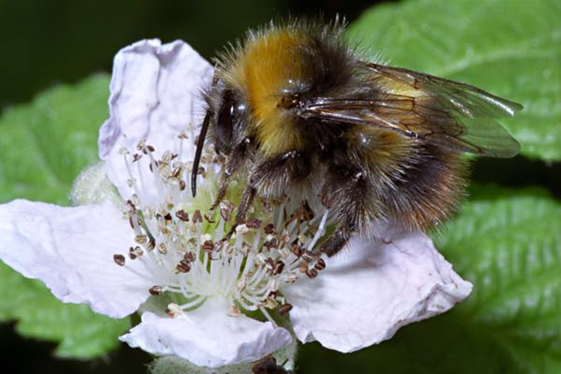 Bees : (Apidae) Bombus pratorum