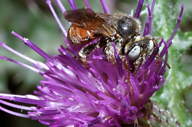 Bees : (Apidae) Epeoloides coecutiens