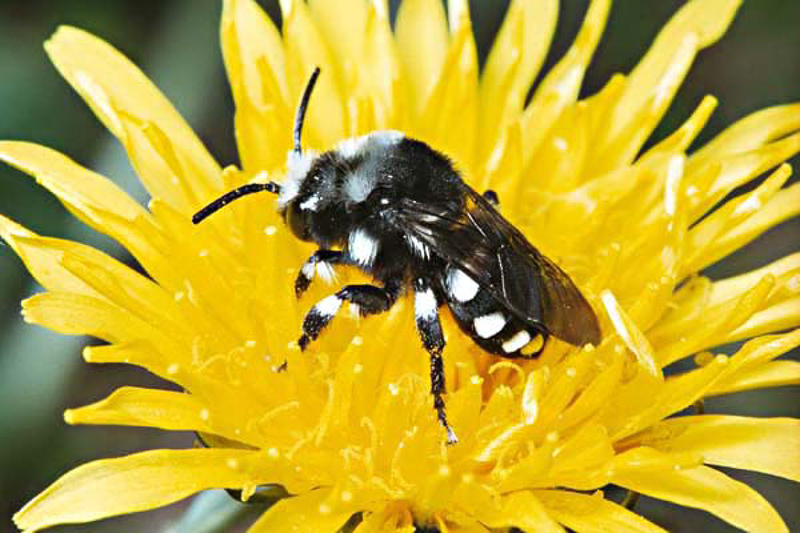Bees : (Apidae) Melecta luctuosa