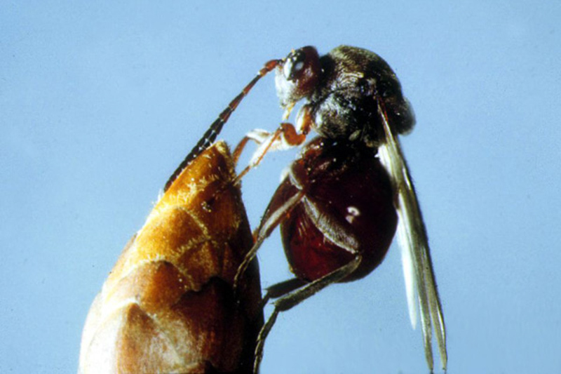 Other parasitoids : (Cynipidae) Cynips quercusfolii