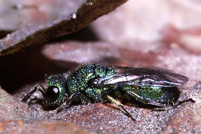 Aculeate Wasps : (Chrysididae) Trichrysis cyanea