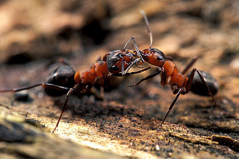 Ants : (Formicidae) Formica rufa