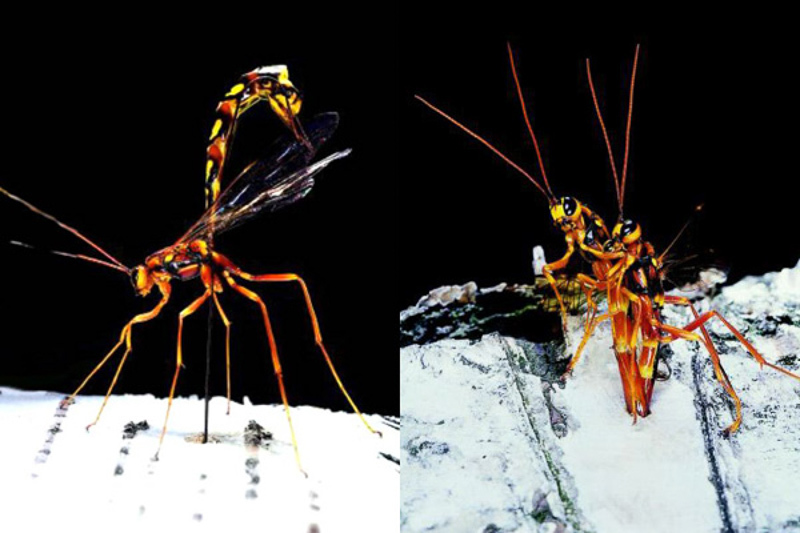 Ichneumonid and braconid wasps : (Ichneumonidae) Megarhyssa gigas
