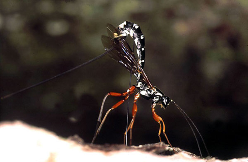Ichneumonid and braconid wasps : (Ichneumonidae) Rhyssa persuasoria