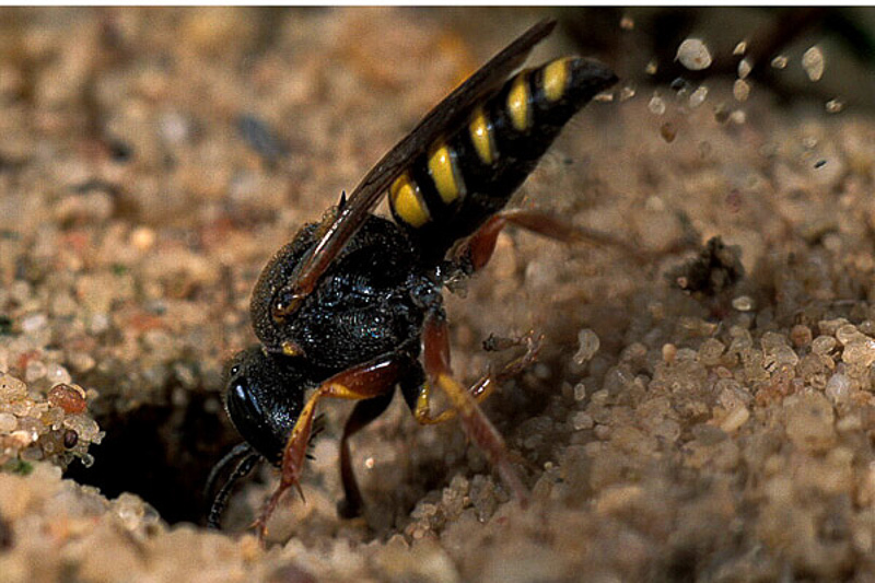 Aculeate Wasps : (Crabronidae) Oxybelus argentatus