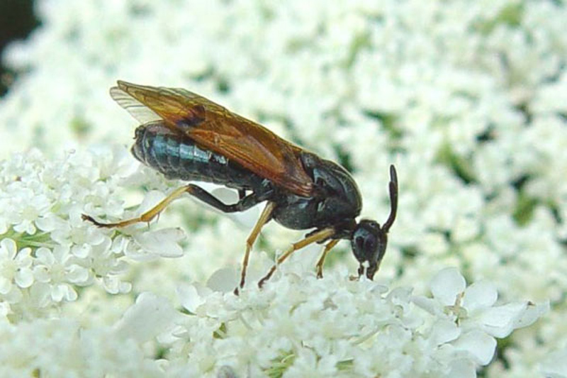 Sawflies and horntails : (Argidae) Arge ustulata
