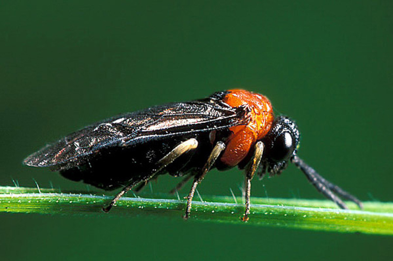Sawflies and horntails : (Tenthredinidae) Eutomostethus ephippium