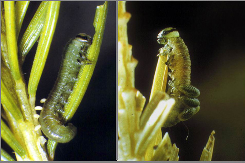 Sawflies and horntails : (Tenthredinidae) Pristiphora abietina
