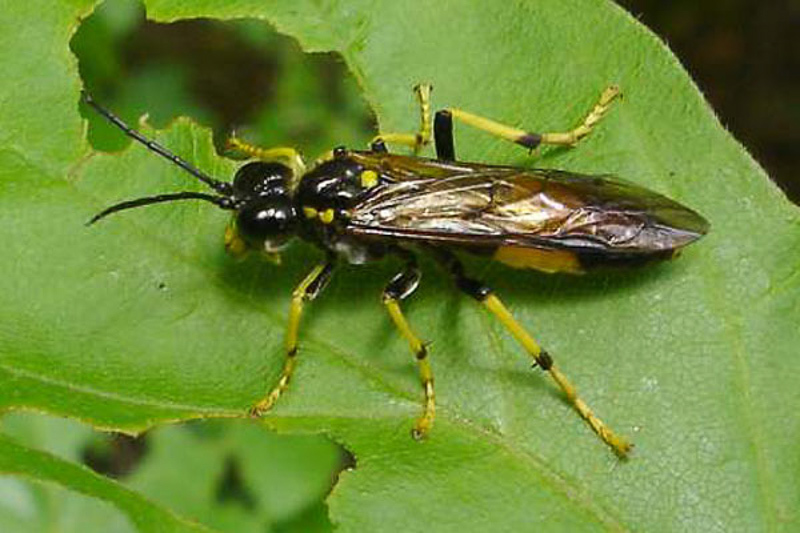 Sawflies and horntails : (Tenthredinidae) Tenthredo maculata