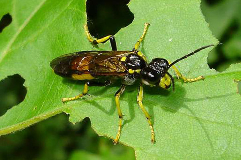 Sawflies and horntails : (Tenthredinidae) Tenthredo maculata