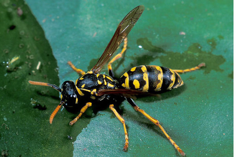 Aculeate Wasps : (Vespidae) Polistes dominula