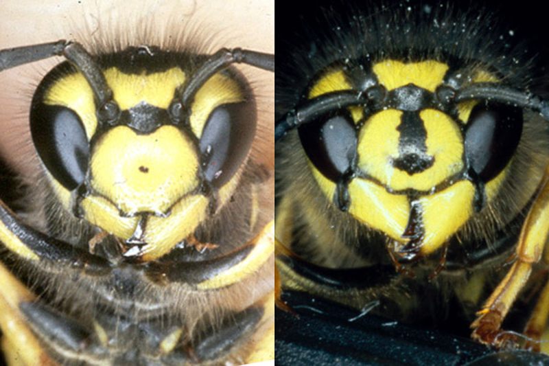 Aculeate Wasps : (Vespidae) Vespula germanica