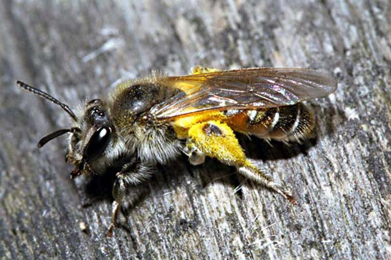 Bees : (Andrenidae) Andrena ventralis