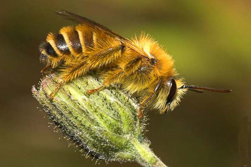 Bees : (Melittidae) Dasypoda hirtipes