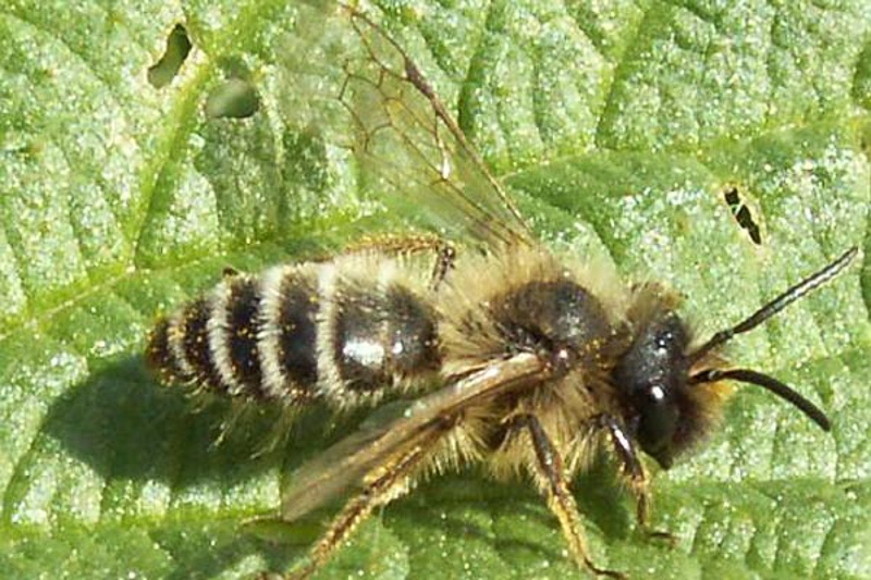Bees : (Andrenidae) Andrena flavipes