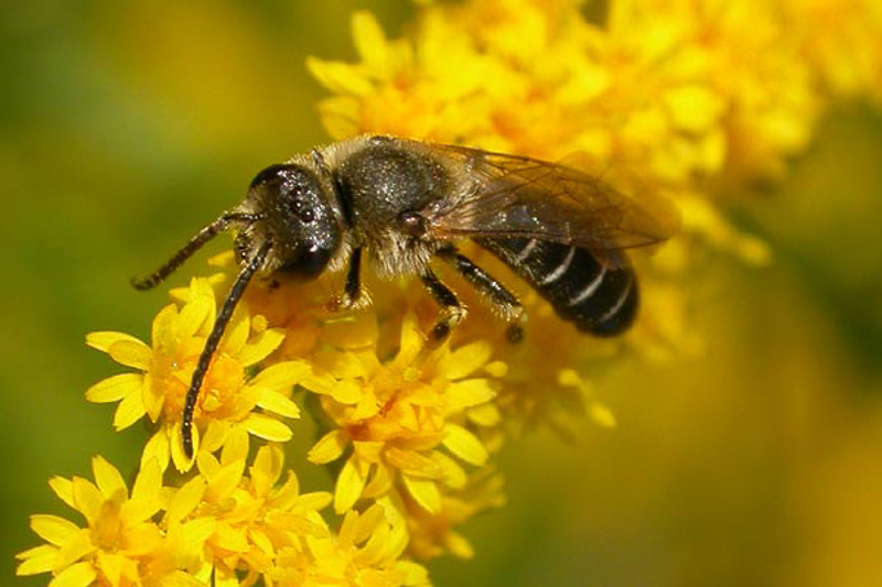 Bees : (Apidae) Halictus maculatus