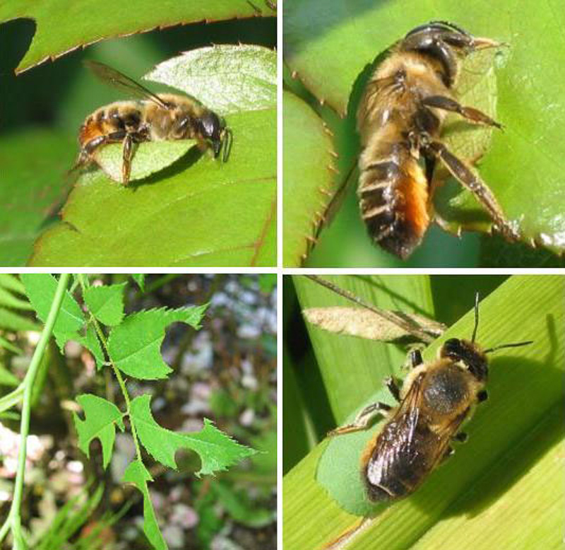 Bees : (Megachilidae) Megachile versicolor