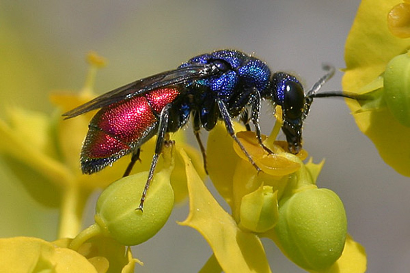 Aculeate Wasps : (Chrysididae) Chrysis analis