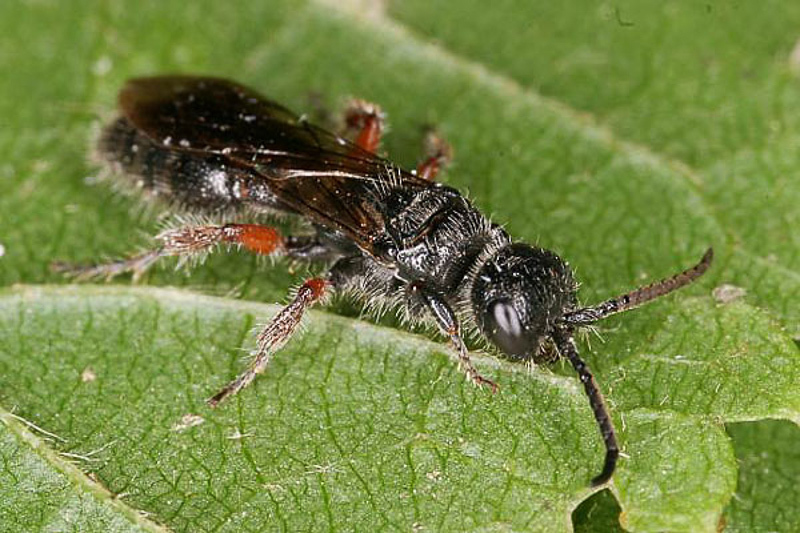 Aculeate Wasps : (Tiphiidae) Tiphia femorata