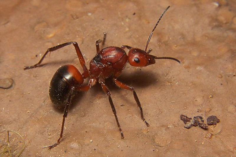 Ants : (Formicidae) Formica truncorum