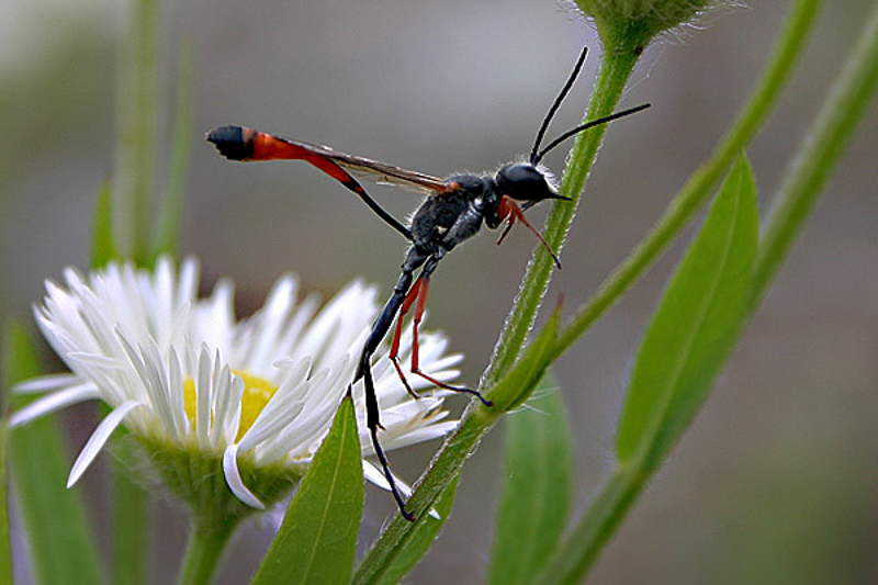 Aculeate Wasps : (Sphecidae) Ammophila heydeni