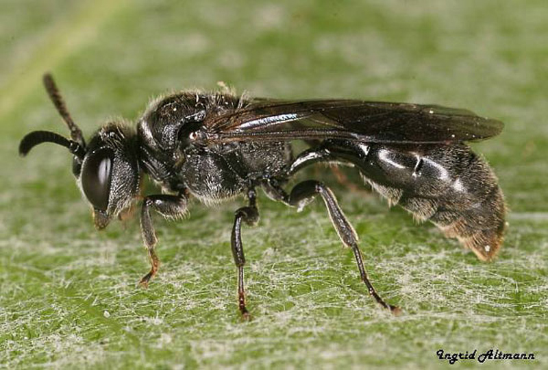 Aculeate Wasps : (Crabronidae) Psenulus pallipes