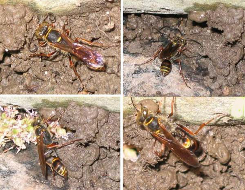 Aculeate Wasps : (Sphecidae) Sceliphron curvatum