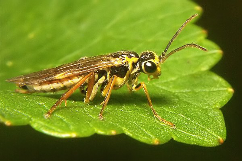 Sawflies and horntails : (Tenthredinidae) Aglaostigma fulvipes