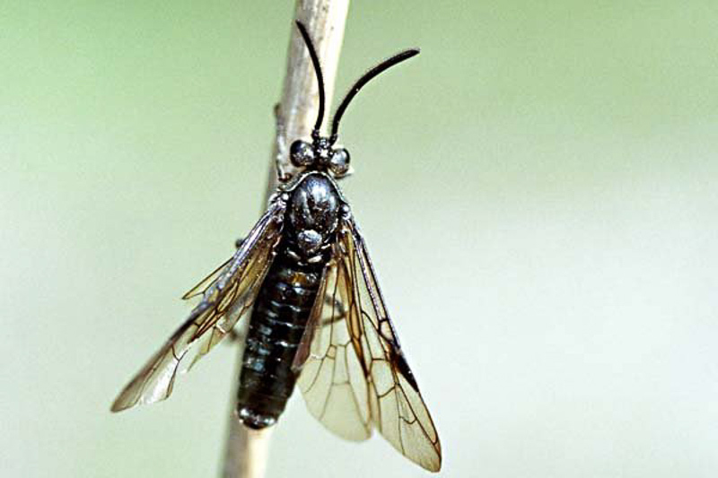 Sawflies and horntails : (Argidae) Arge rustica