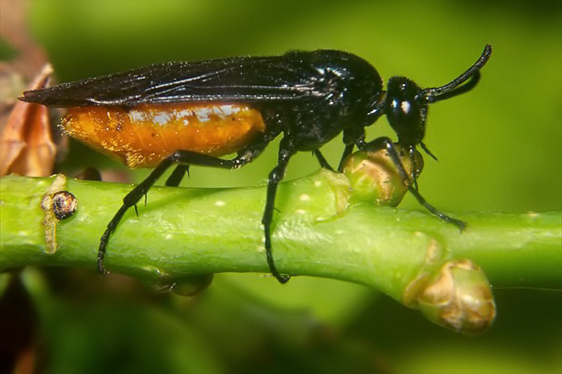 Sawflies and horntails : (Argidae) Arge pagana