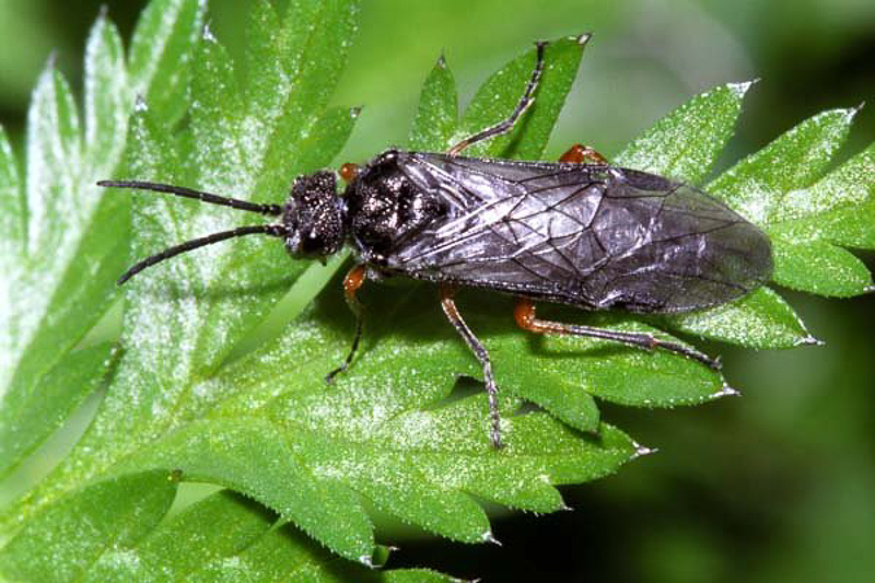 Sawflies and horntails : (Tenthredinidae) Dolerus puncticollis