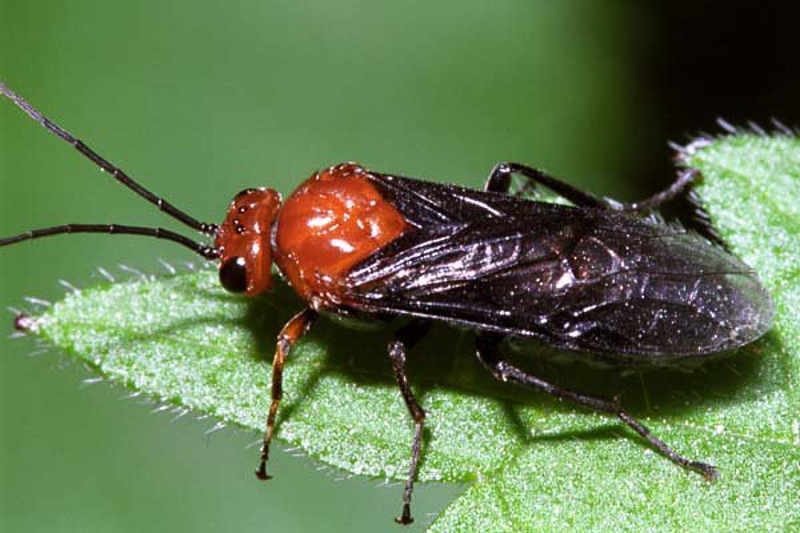 Sawflies and horntails : (Tenthredinidae) Hemichroa australis