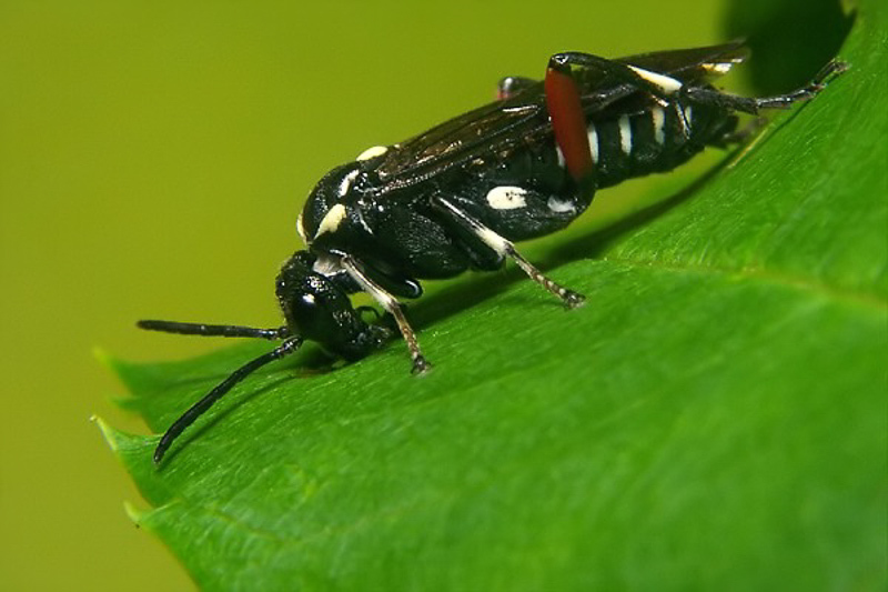 Sawflies and horntails : (Tenthredinidae) Macrophya punctumalbum