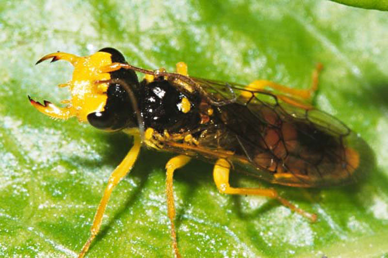 Sawflies and horntails : (Pamphiliidae) Pamphilius aurantiacus