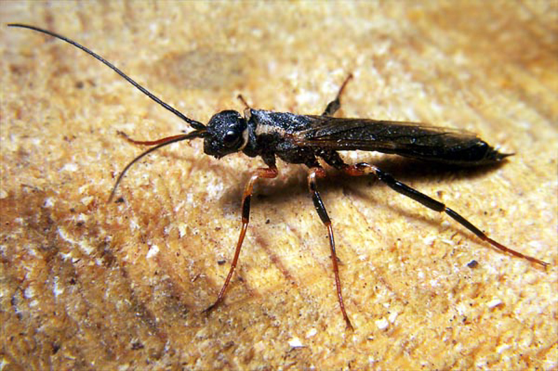Sawflies and horntails : (Siricidae) Xeris spectrum