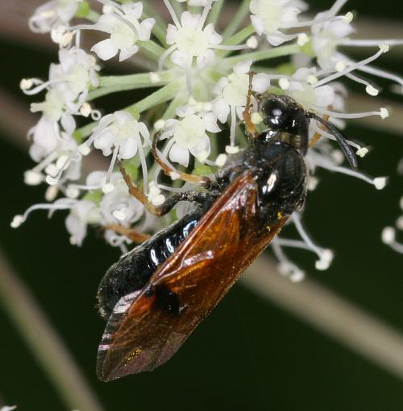 Sawflies and horntails : (Argidae) Arge ustulata